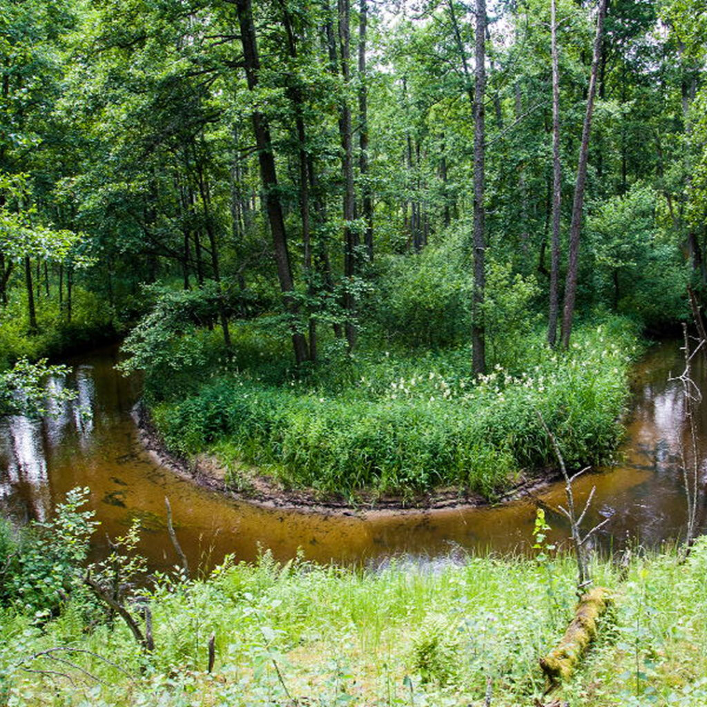 Grūdos iššūkis – tankmės takais